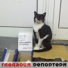 Гледаоци репортери (18. октобар 2012)