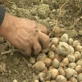 Зашто је поскупео кромпир
