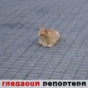 Гледаоци репортери (21. октобар 2012)