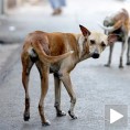 Напуштени пси опасност на улици