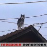 Гледаоци репортери (23. новембар 2012)