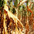 Затрован овогодишњи род кукуруза