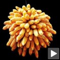 Клипови у производњи  кукуруза