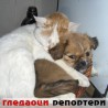 Гледаоци репортери (4. децембар 2012)