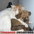 Гледаоци репортери (4. децембар 2012)