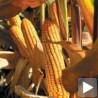 Заражено само седам одсто кукуруза