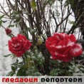 Гледаоци репортери (13. децембар 2012)