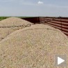 Кикиндско брашно на аустријском тржишту