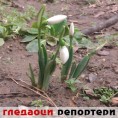Гледаоци репортери (23. јануар 2013)