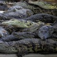 Са фарме побегло 15.000 крокодила!