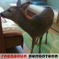 Гледаоци репортери (2. фебруар 2013)