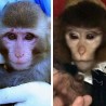 Којег мајмуна сте послали у свемир?