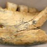 Фосил из Србије стар je пола милиона година!