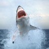 Велика бела ајкула угрожена врста?