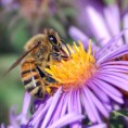 Електрицитет, језик пчела и цвећа