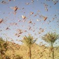 Скакавци кренули на Израел 