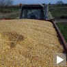 Заражена трећина кукуруза из Резерви