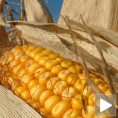 Сетва кукуруза без афлатоксина