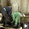 Излио се мазут у Гроцкој 
