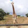 Жирафа јурила туристе три километра!