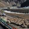 Сеоба 230.000 коза и оваца ауто-путем