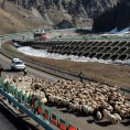Сеоба 230.000 коза и оваца ауто-путем