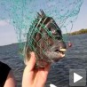 Упецао рибу са „људским“ зубима!