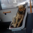 Удомитељи траже пса који воли тролејбусе