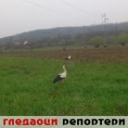 Гледаоци репортери (16. април 2013)