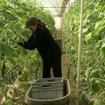 Због кише касни и пластеничка производња