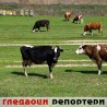 Гледаоци репортери (23. април 2013)