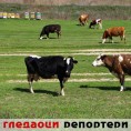 Гледаоци репортери (23. април 2013)
