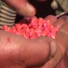 Шапчани пожурили са сетвом