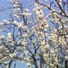 Више програма за развој воћарства у Блацу