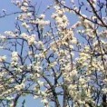 Више програма за развој воћарства у Блацу