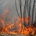 Шумски пожари у Полимљу