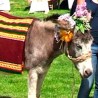 Дан магарица