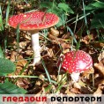 Гледаоци репортери (29. април 2013)