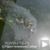 Масна мрља на Западној Морави
