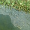 Шта је узрок мрље на Морави?