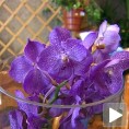 Цвећарима (не) цветају руже