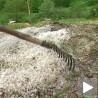 Град "обрао" воће око Чачка