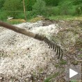 Град "обрао" воће око Чачка