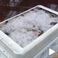 Канцерогени лосос из Балтика