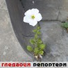 Гледаоци репортери (11. мај 2013)