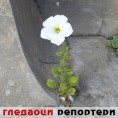 Гледаоци репортери (11. мај 2013)