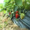 Бунари утростручили род у Поцерини