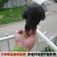 Гледаоци репортери (15. мај 2013)