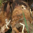 Жилогриз пустоши воћњаке на југу Србије