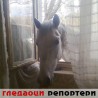 Гледаоци репортери (16. мај 2013)